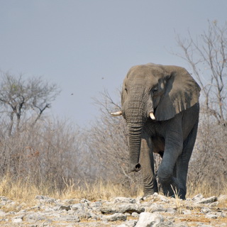 Etosha - Kalkheuvel - Elephant
